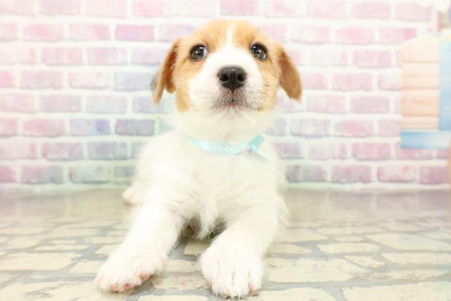 神奈川県のジャックラッセルテリア (Coo&RIKUパウ川崎店/2025年11月11日生まれ/男の子/タンホワイト)の子犬の1枚目の画像