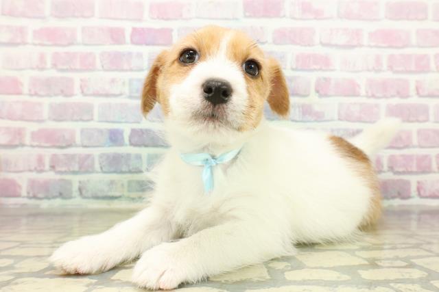 神奈川県のジャックラッセルテリア (Coo&RIKUパウ川崎店/2025年11月11日生まれ/男の子/タンホワイト)の子犬の2枚目の画像