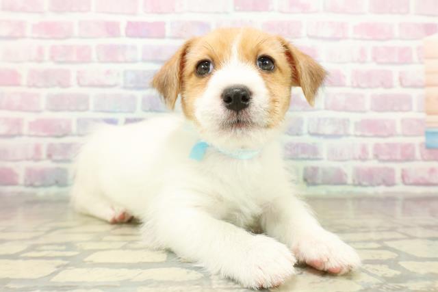 神奈川県のジャックラッセルテリア (Coo&RIKUパウ川崎店/2025年11月11日生まれ/男の子/タンホワイト)の子犬の3枚目の画像