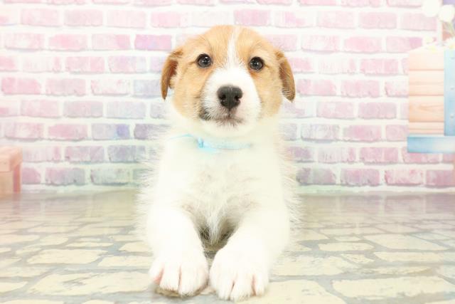 埼玉県のジャックラッセルテリア (Coo&RIKU所沢店/2025年11月11日生まれ/男の子/タンホワイト)の子犬の1枚目の画像