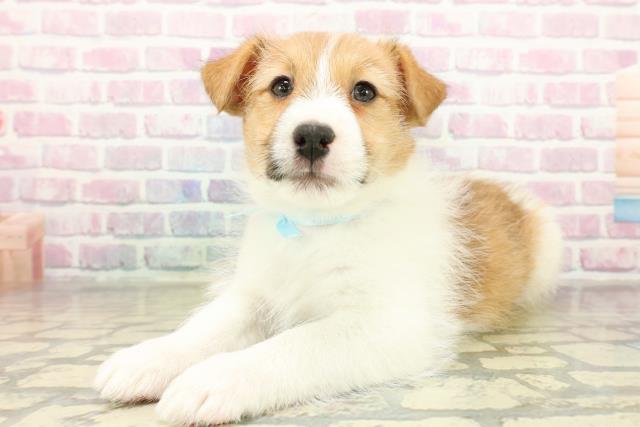 埼玉県のジャックラッセルテリア (Coo&RIKU所沢店/2025年11月11日生まれ/男の子/タンホワイト)の子犬の2枚目の画像