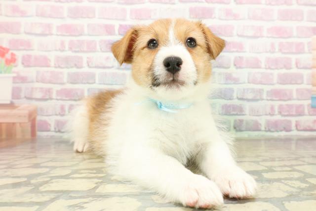 埼玉県のジャックラッセルテリア (Coo&RIKU所沢店/2025年11月11日生まれ/男の子/タンホワイト)の子犬の3枚目の画像