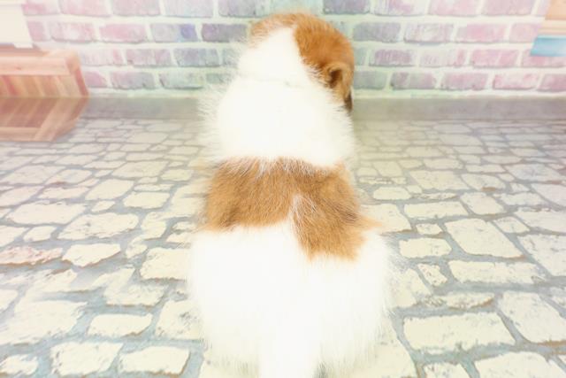 埼玉県のジャックラッセルテリア (Coo&RIKU所沢店/2025年11月11日生まれ/男の子/タンホワイト)の子犬の4枚目の画像