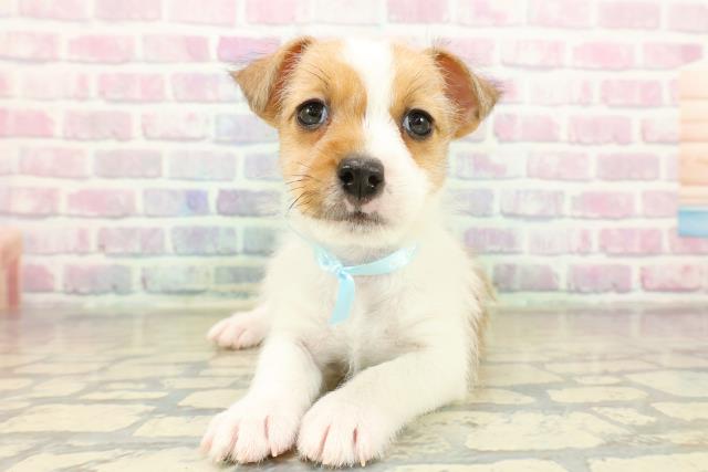 埼玉県のジャックラッセルテリア (Coo&RIKUヤオコー幸手店/2025年11月11日生まれ/男の子/タンホワイト)の子犬の1枚目の画像