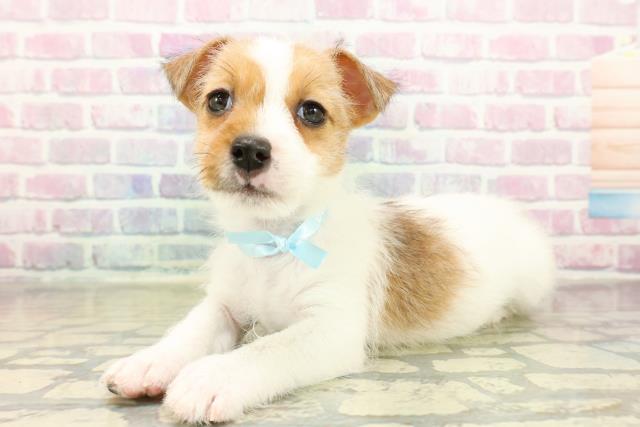 埼玉県のジャックラッセルテリア (Coo&RIKUヤオコー幸手店/2025年11月11日生まれ/男の子/タンホワイト)の子犬の2枚目の画像