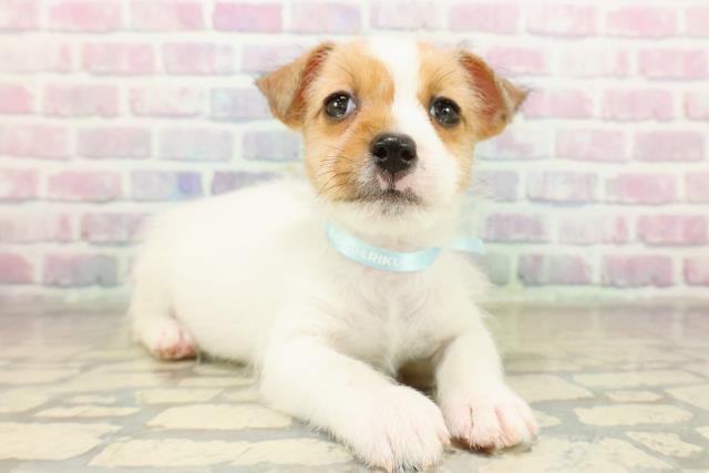 埼玉県のジャックラッセルテリア (Coo&RIKUヤオコー幸手店/2025年11月11日生まれ/男の子/タンホワイト)の子犬の3枚目の画像