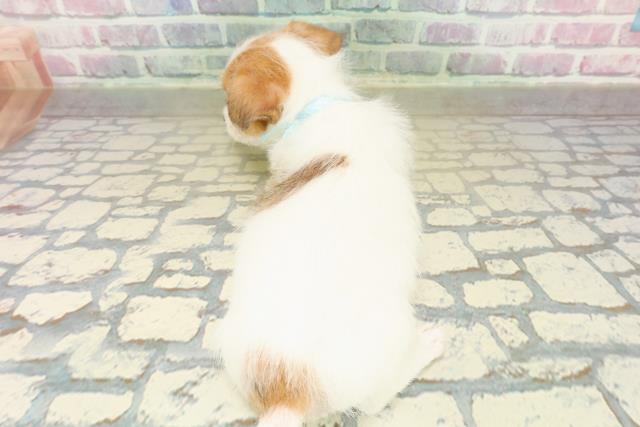 埼玉県のジャックラッセルテリア (Coo&RIKUヤオコー幸手店/2025年11月11日生まれ/男の子/タンホワイト)の子犬の4枚目の画像