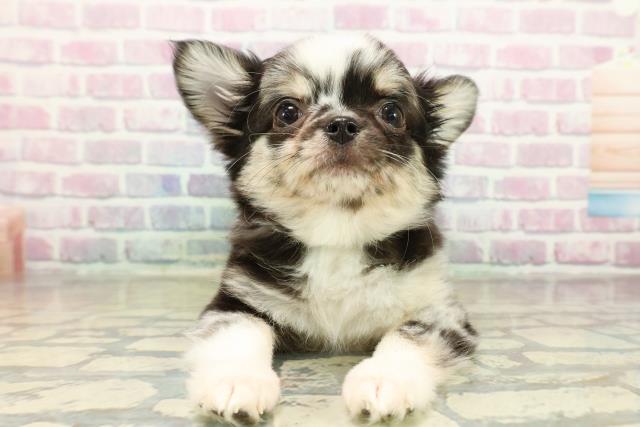 東京都のチワワ(ロング) (Coo&RIKU府中店/2025年10月16日生まれ/男の子/ブルーマール)の子犬の1枚目の画像