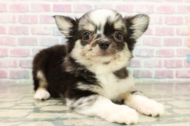 東京都のチワワ(ロング) (Coo&RIKU府中店/2025年10月16日生まれ/男の子/ブルーマール)の子犬の3枚目の画像