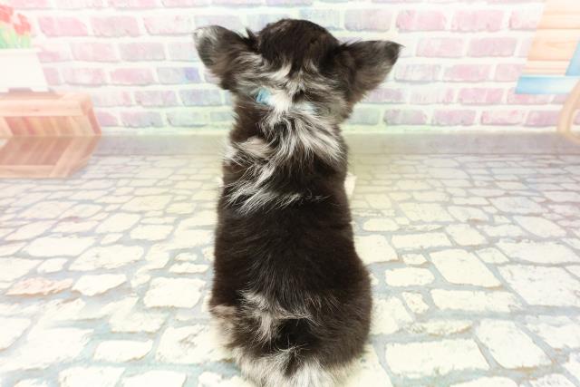 東京都のチワワ(ロング) (Coo&RIKU府中店/2025年10月16日生まれ/男の子/ブルーマール)の子犬の4枚目の画像