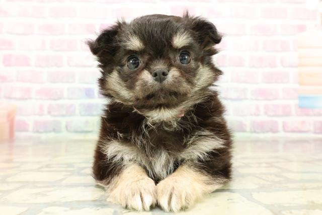 東京都のチワワ(ロング) (Coo&RIKU府中店/2025年11月10日生まれ/女の子/ブラックタン)の子犬の1枚目の画像