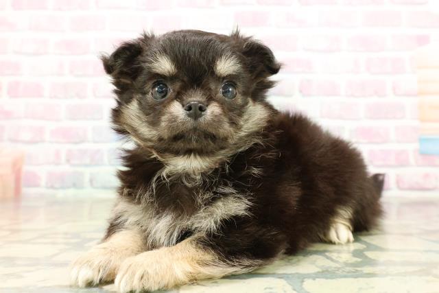 東京都のチワワ(ロング) (Coo&RIKU府中店/2025年11月10日生まれ/女の子/ブラックタン)の子犬の2枚目の画像