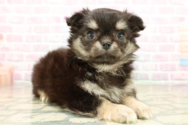 東京都のチワワ(ロング) (Coo&RIKU府中店/2025年11月10日生まれ/女の子/ブラックタン)の子犬の3枚目の画像