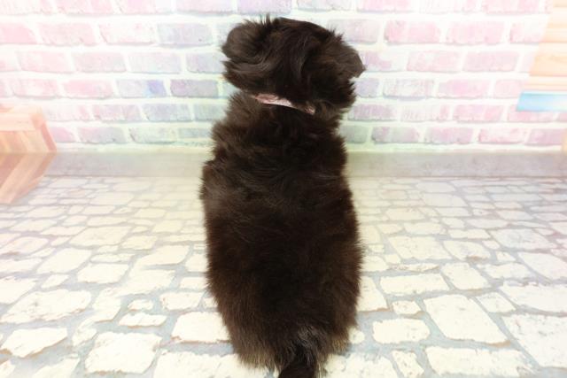 東京都のチワワ(ロング) (Coo&RIKU府中店/2025年11月10日生まれ/女の子/ブラックタン)の子犬の4枚目の画像