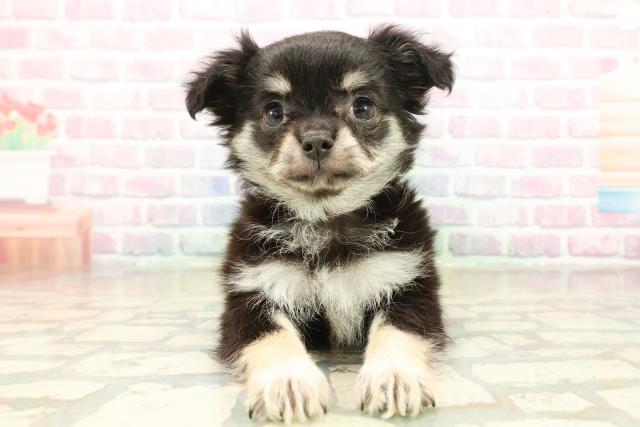 茨城県のチワワ(ロング) (Coo&RIKU筑西店/2025年11月10日生まれ/女の子/ブラックタンホワイト)の子犬の1枚目の画像