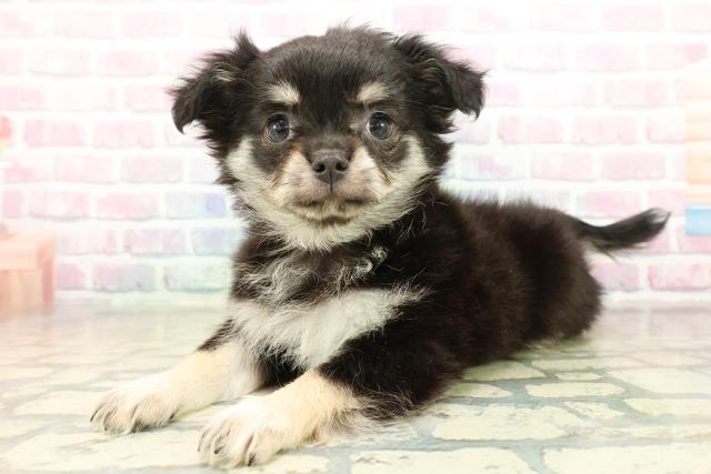 茨城県のチワワ(ロング) (Coo&RIKU筑西店/2025年11月10日生まれ/女の子/ブラックタンホワイト)の子犬の2枚目の画像