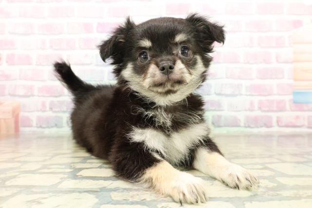 茨城県のチワワ(ロング) (Coo&RIKU筑西店/2025年11月10日生まれ/女の子/ブラックタンホワイト)の子犬の3枚目の画像