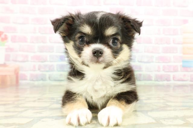 茨城県のチワワ(ロング) (Coo&RIKU日立店/2025年11月10日生まれ/女の子/ブラックタンホワイト)の子犬の1枚目の画像