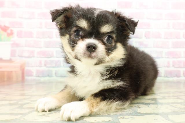 茨城県のチワワ(ロング) (Coo&RIKU日立店/2025年11月10日生まれ/女の子/ブラックタンホワイト)の子犬の2枚目の画像