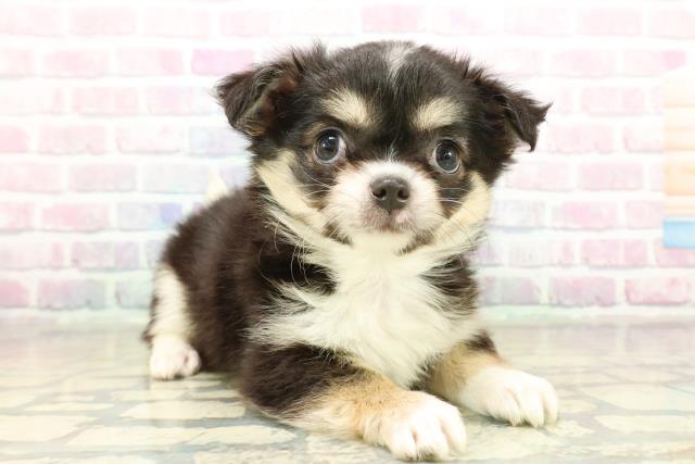 茨城県のチワワ(ロング) (Coo&RIKU日立店/2025年11月10日生まれ/女の子/ブラックタンホワイト)の子犬の3枚目の画像