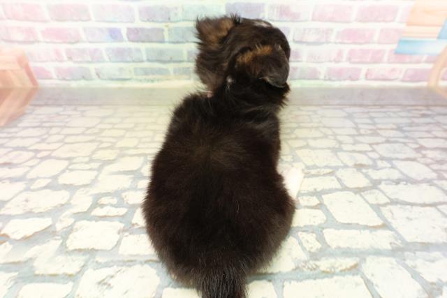 茨城県のチワワ(ロング) (Coo&RIKU日立店/2025年11月10日生まれ/女の子/ブラックタンホワイト)の子犬の4枚目の画像