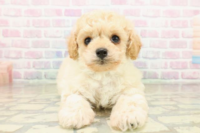 茨城県のトイプードル(トイ) (Coo&RIKU筑西店/2025年11月10日生まれ/男の子/クリーム)の子犬の1枚目の画像