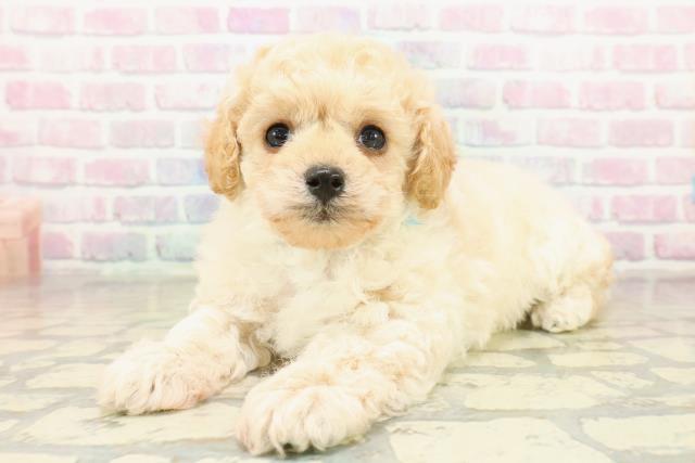 茨城県のトイプードル(トイ) (Coo&RIKU筑西店/2025年11月10日生まれ/男の子/クリーム)の子犬の2枚目の画像