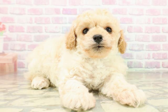 茨城県のトイプードル(トイ) (Coo&RIKU筑西店/2025年11月10日生まれ/男の子/クリーム)の子犬の3枚目の画像