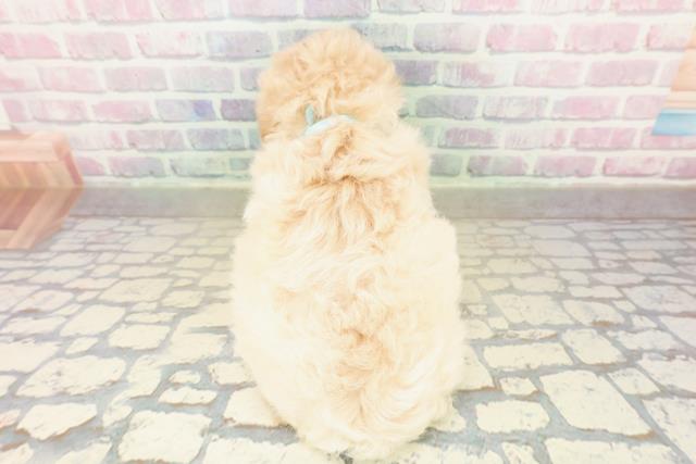 茨城県のトイプードル(トイ) (Coo&RIKU筑西店/2025年11月10日生まれ/男の子/クリーム)の子犬の4枚目の画像