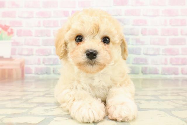 神奈川県のトイプードル(トイ) (Coo&RIKU江の島店/2025年11月10日生まれ/女の子/クリーム)の子犬の1枚目の画像