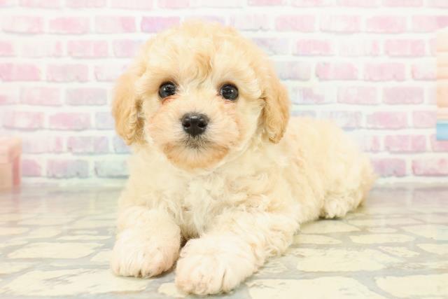 神奈川県のトイプードル(トイ) (Coo&RIKU江の島店/2025年11月10日生まれ/女の子/クリーム)の子犬の2枚目の画像