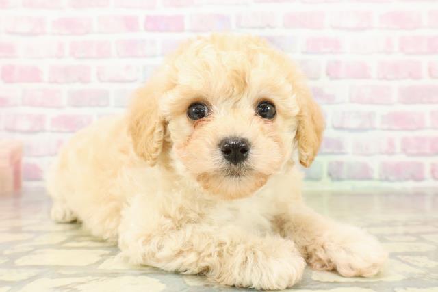 神奈川県のトイプードル(トイ) (Coo&RIKU江の島店/2025年11月10日生まれ/女の子/クリーム)の子犬の3枚目の画像