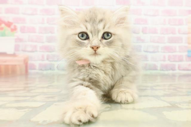 東京都のマンチカン (Coo&RIKUフレスポ住吉店/2025年11月1日生まれ/男の子/ブルータビー)の子猫の1枚目の画像