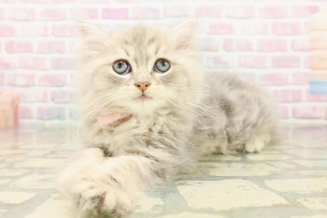 東京都のマンチカン (Coo&RIKUフレスポ住吉店/2025年11月1日生まれ/男の子/ブルータビー)の子猫の2枚目の画像