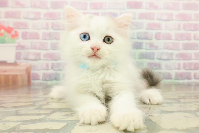 埼玉県のマンチカン (Coo&RIKU所沢店/2025年11月1日生まれ/男の子/ブルータビーホワイト)の子猫の1枚目の画像