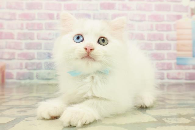 埼玉県のマンチカン (Coo&RIKU所沢店/2025年11月1日生まれ/男の子/ブルータビーホワイト)の子猫の2枚目の画像