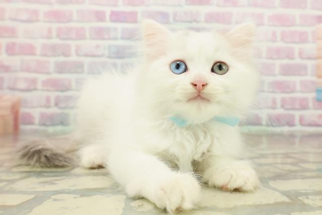 埼玉県のマンチカン (Coo&RIKU所沢店/2025年11月1日生まれ/男の子/ブルータビーホワイト)の子猫の3枚目の画像