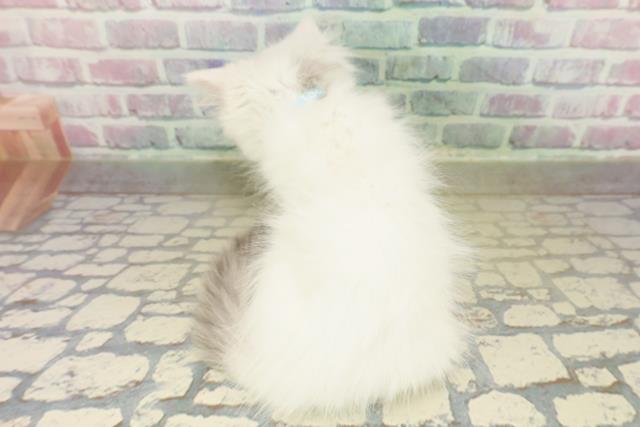 埼玉県のマンチカン (Coo&RIKU所沢店/2025年11月1日生まれ/男の子/ブルータビーホワイト)の子猫の4枚目の画像