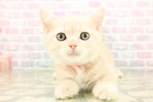 神奈川県のマンチカン (Coo&RIKUパウ川崎店/2025年11月5日生まれ/女の子/クリームタビー)の子猫の1枚目の画像