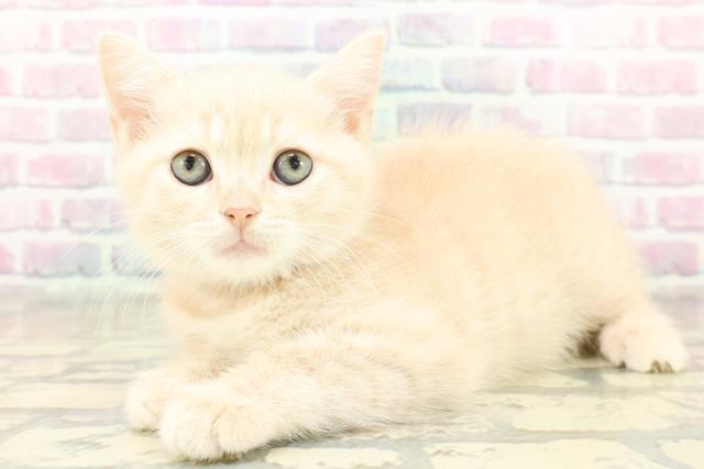 神奈川県のマンチカン (Coo&RIKUパウ川崎店/2025年11月5日生まれ/女の子/クリームタビー)の子猫の2枚目の画像