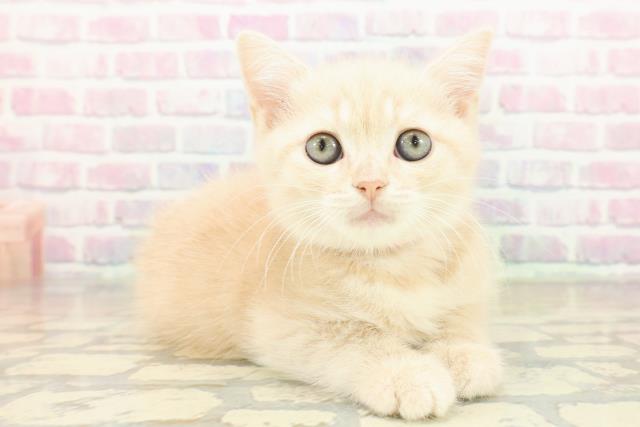 神奈川県のマンチカン (Coo&RIKUパウ川崎店/2025年11月5日生まれ/女の子/クリームタビー)の子猫の3枚目の画像