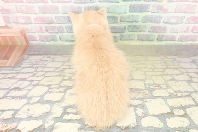 神奈川県のマンチカン (Coo&RIKUパウ川崎店/2025年11月5日生まれ/女の子/クリームタビー)の子猫の4枚目の画像