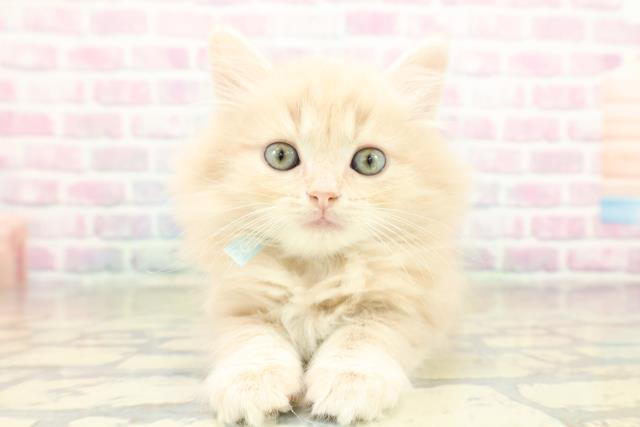 栃木県のマンチカン (Coo&RIKUFKDインターパーク店/2025年11月5日生まれ/男の子/クリームタビー)の子猫の1枚目の画像