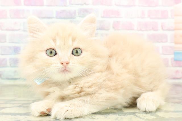 栃木県のマンチカン (Coo&RIKUFKDインターパーク店/2025年11月5日生まれ/男の子/クリームタビー)の子猫の2枚目の画像