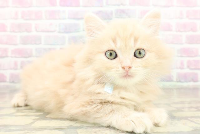 栃木県のマンチカン (Coo&RIKUFKDインターパーク店/2025年11月5日生まれ/男の子/クリームタビー)の子猫の3枚目の画像