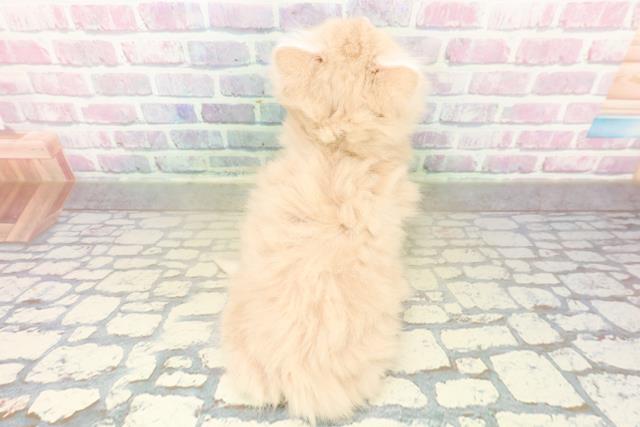 栃木県のマンチカン (Coo&RIKUFKDインターパーク店/2025年11月5日生まれ/男の子/クリームタビー)の子猫の4枚目の画像