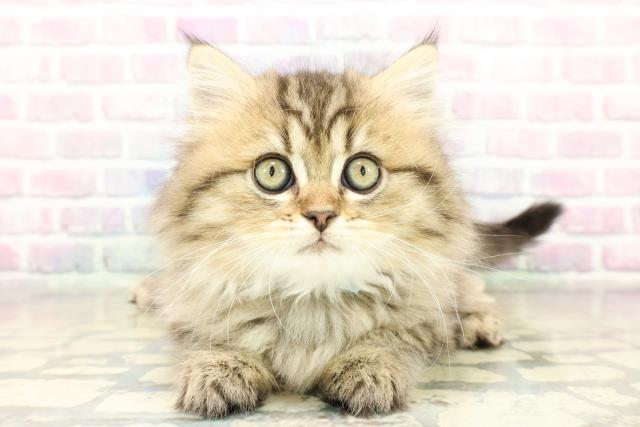 栃木県のミヌエット (Coo&RIKUFKDインターパーク店/2025年11月6日生まれ/男の子/ブラウンタビー)の子猫の1枚目の画像