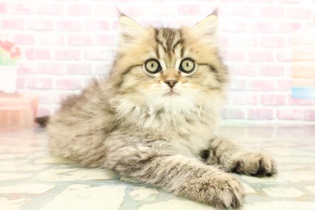 栃木県のミヌエット (Coo&RIKUFKDインターパーク店/2025年11月6日生まれ/男の子/ブラウンタビー)の子猫の3枚目の画像