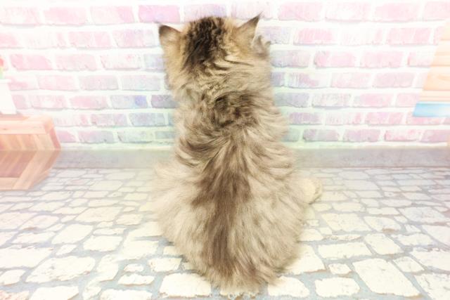 栃木県のミヌエット (Coo&RIKUFKDインターパーク店/2025年11月6日生まれ/男の子/ブラウンタビー)の子猫の4枚目の画像