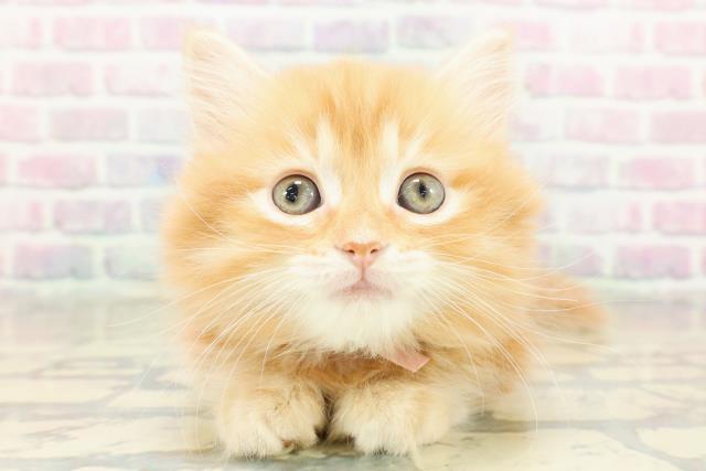 山梨県のマンチカン (Coo&RIKU甲府昭和通り店/2025年11月6日生まれ/女の子/レッドタビー)の子猫の1枚目の画像